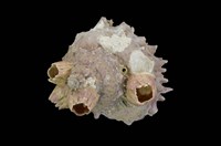 藏品(塔星螺)的圖片